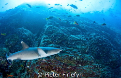 White tip reef shark patrolling around Roca Partida. by Pieter Firlefyn 